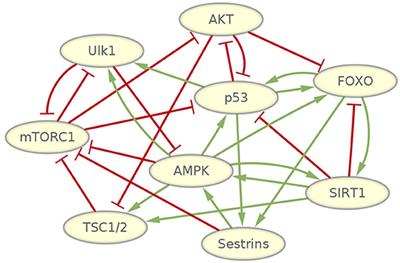 Searching for the Mechanisms of Mammalian Cellular Aging Through Underlying Gene Regulatory Networks